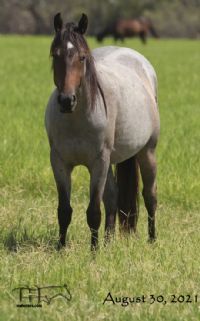 Miss Smokie Hancock's 2019 roan filly